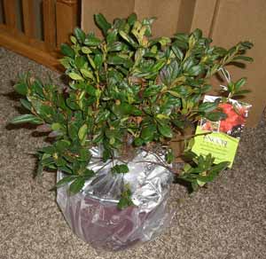 plants_azalea square foot gardening plants azalea
