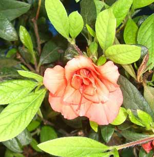 plants_azalea_flower square foot gardening plants azalea flower