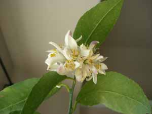plants_lemon_flower square foot gardening plants lemon flower