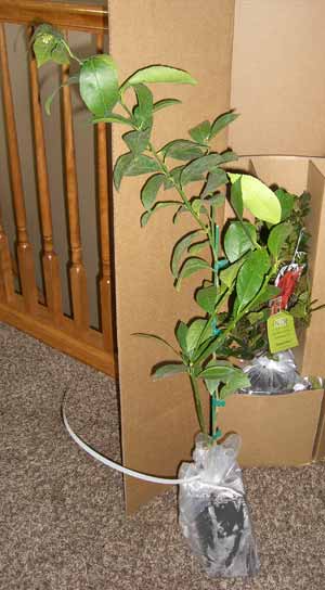 plants_lemon_tree square foot gardening plants lemon tree