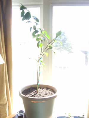 plants_lemon_tree_sun square foot gardening plants lemon tree sun