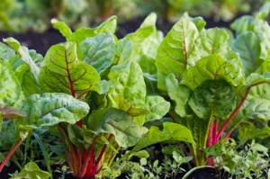 swiss_chard